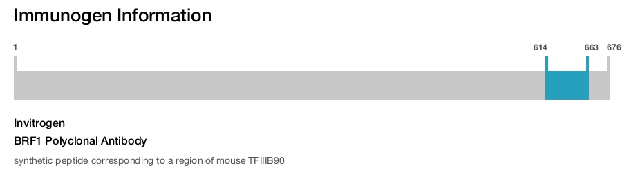 BRF1 Polyclonal Antibody