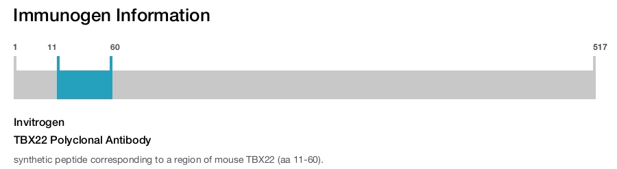 TBX22 Polyclonal Antibody