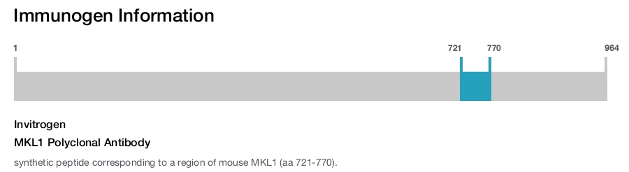 MKL1 Polyclonal Antibody