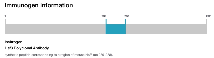 Hsf3 Polyclonal Antibody