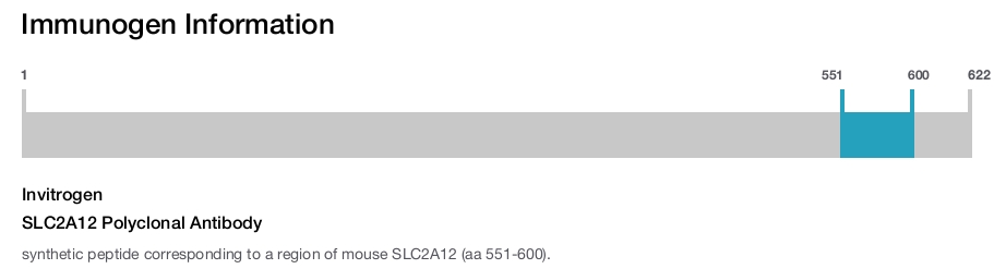 SLC2A12 Polyclonal Antibody