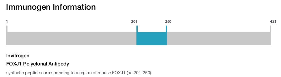 FOXJ1 Polyclonal Antibody