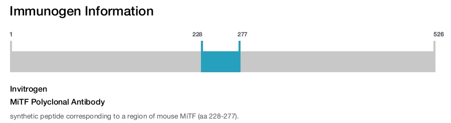 MiTF Polyclonal Antibody