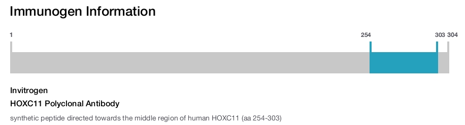 HOXC11 Polyclonal Antibody