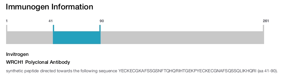 WRCH1 Polyclonal Antibody