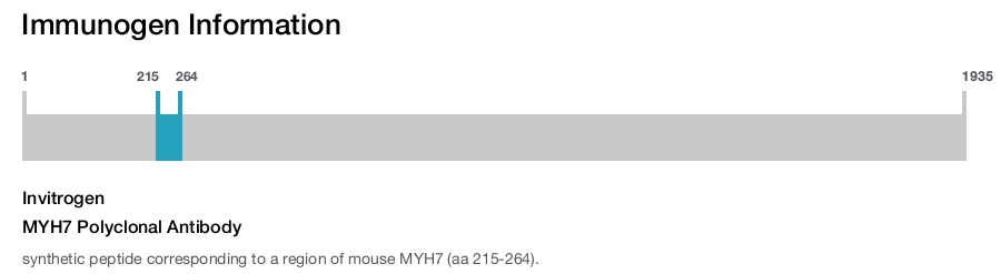MYH7 Polyclonal Antibody