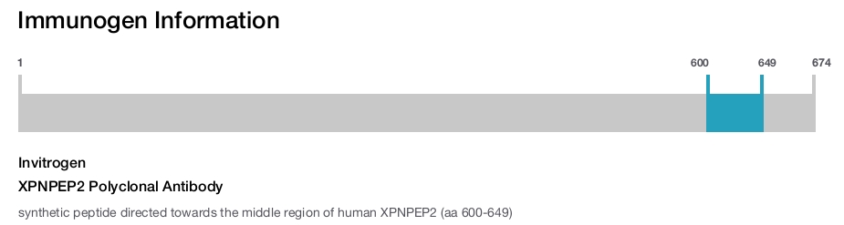 XPNPEP2 Polyclonal Antibody