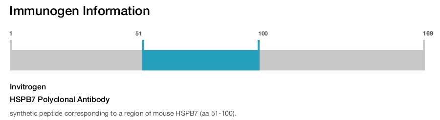 HSPB7 Polyclonal Antibody