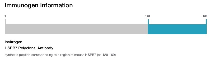 HSPB7 Polyclonal Antibody