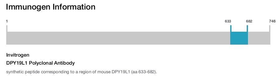 DPY19L1 Polyclonal Antibody