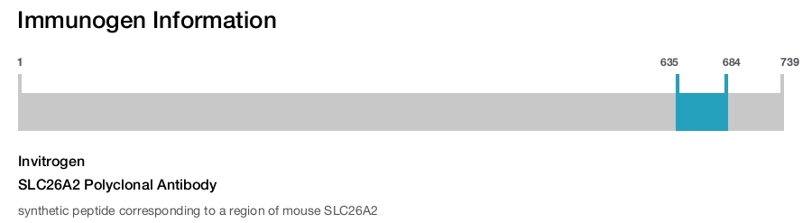 SLC26A2 Polyclonal Antibody