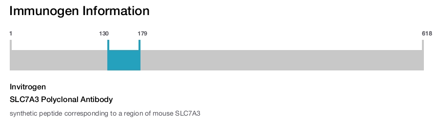 SLC7A3 Polyclonal Antibody