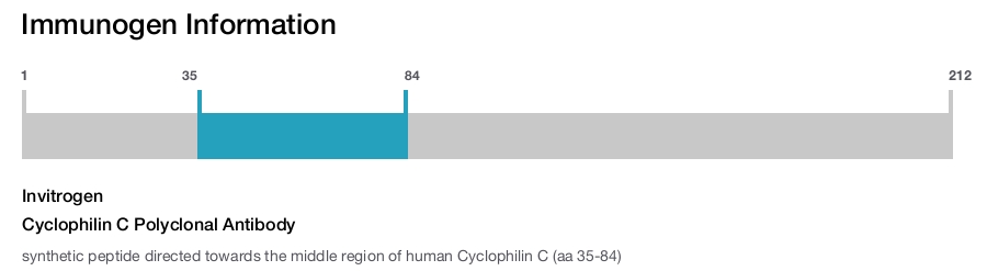 Cyclophilin C Polyclonal Antibody