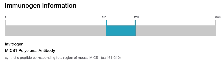 MICS1 Polyclonal Antibody