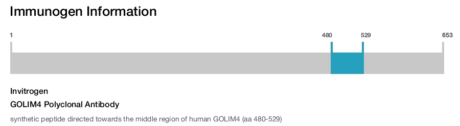 GOLIM4 Polyclonal Antibody