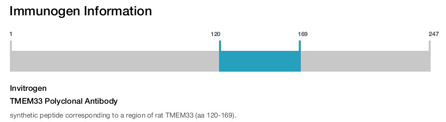 TMEM33 Polyclonal Antibody