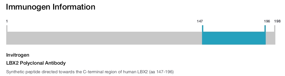 LBX2 Polyclonal Antibody