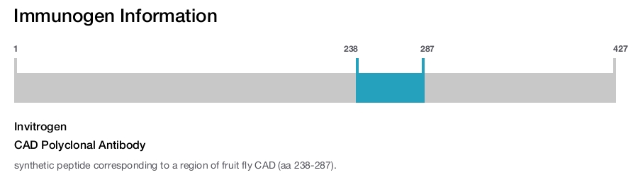 CAD Polyclonal Antibody