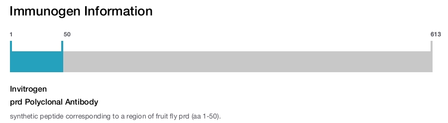 prd Polyclonal Antibody