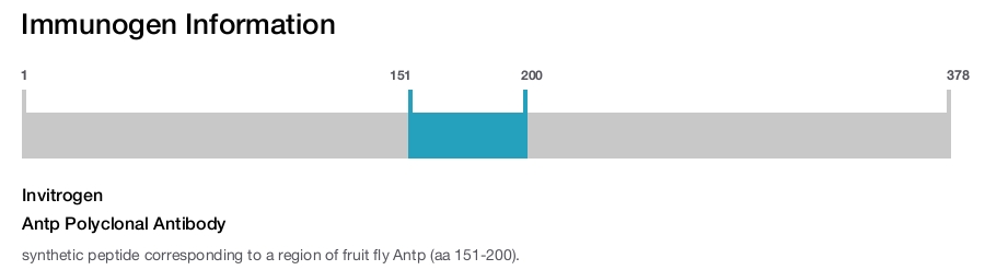 Antp Polyclonal Antibody