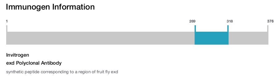 exd Polyclonal Antibody