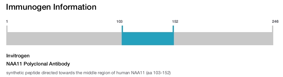 NAA11 Polyclonal Antibody