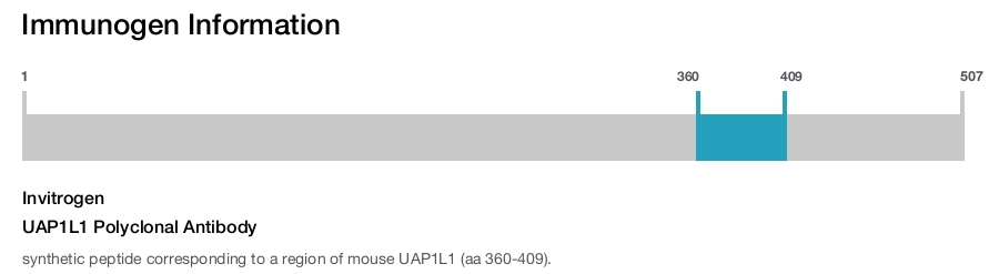UAP1L1 Polyclonal Antibody
