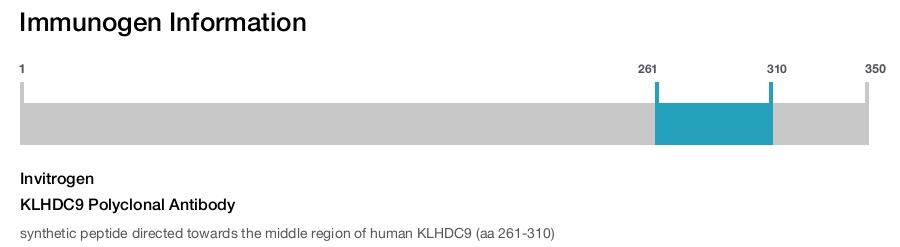 KLHDC9 Polyclonal Antibody