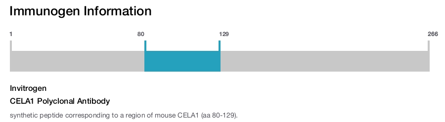 CELA1 Polyclonal Antibody
