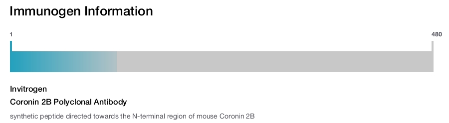 Coronin 2B Polyclonal Antibody
