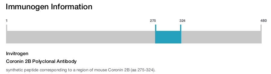 Coronin 2B Polyclonal Antibody