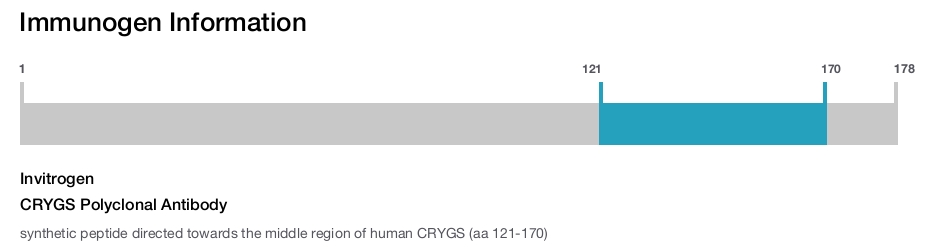 CRYGS Polyclonal Antibody