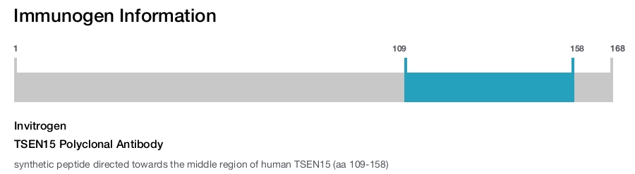 TSEN15 Polyclonal Antibody
