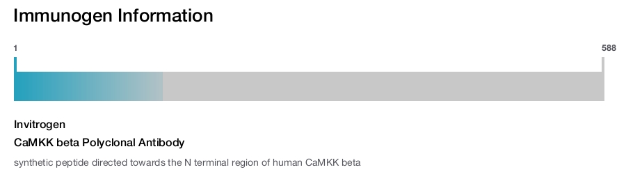 CaMKK beta Polyclonal Antibody