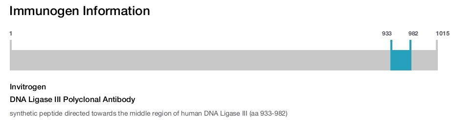 DNA Ligase III Polyclonal Antibody