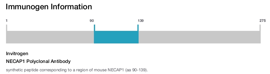 NECAP1 Polyclonal Antibody