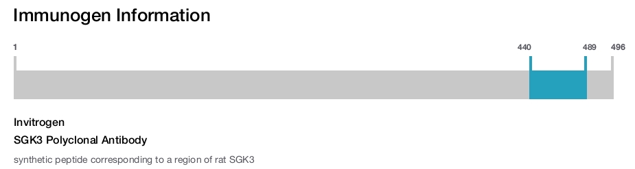 SGK3 Polyclonal Antibody