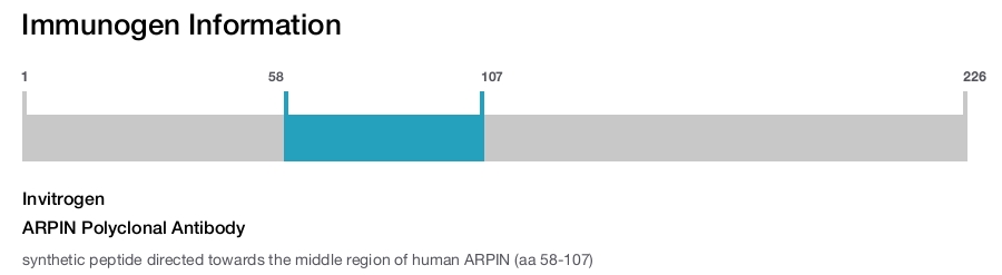 ARPIN Polyclonal Antibody
