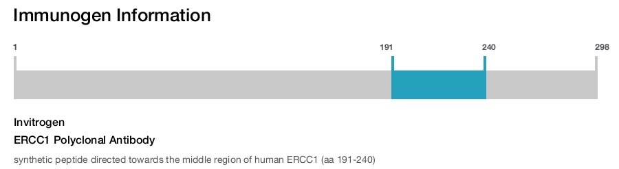 ERCC1 Polyclonal Antibody