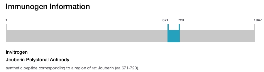 Jouberin Polyclonal Antibody