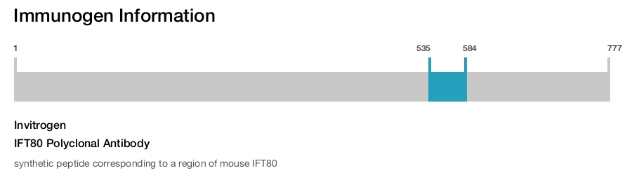 IFT80 Polyclonal Antibody