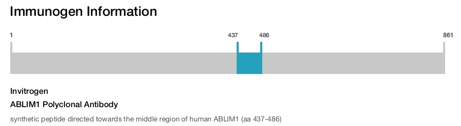 ABLIM1 Polyclonal Antibody