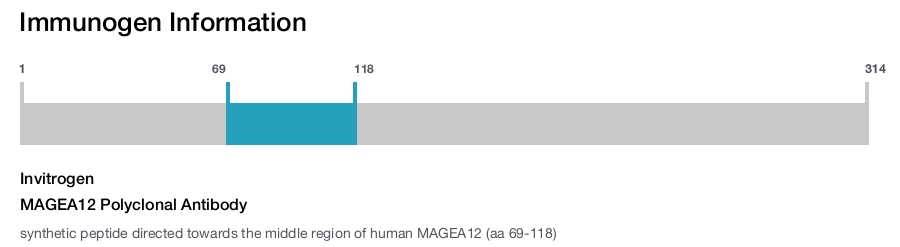 MAGEA12 Polyclonal Antibody