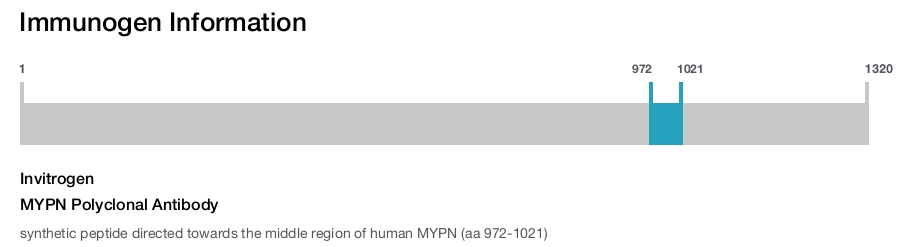 MYPN Polyclonal Antibody