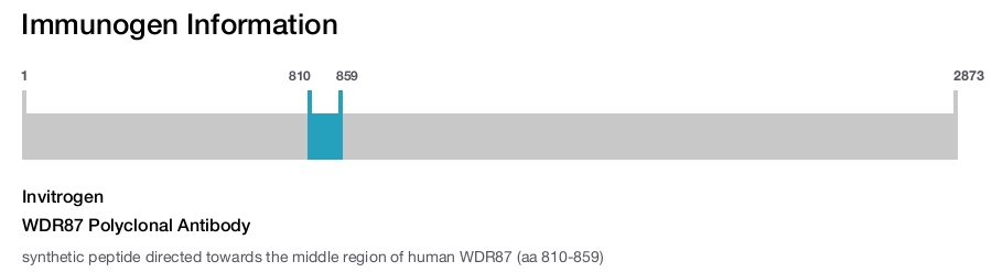 WDR87 Polyclonal Antibody