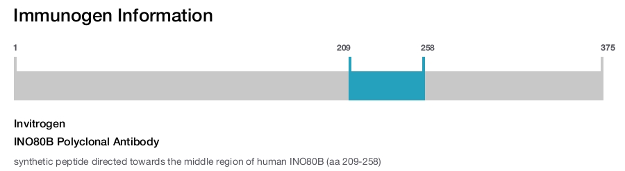 INO80B Polyclonal Antibody