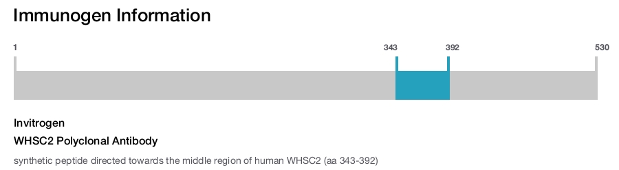 WHSC2 Polyclonal Antibody