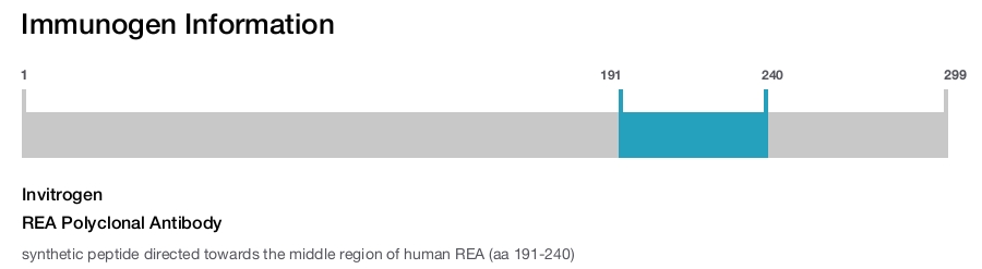REA Polyclonal Antibody