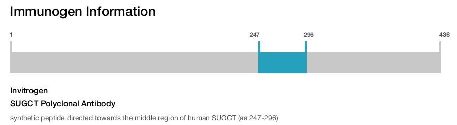 SUGCT Polyclonal Antibody