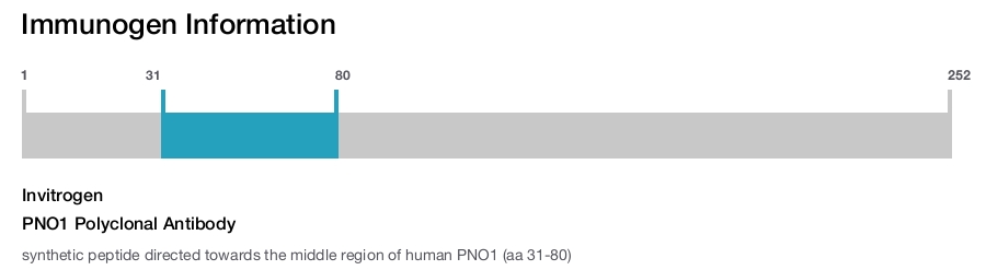 PNO1 Polyclonal Antibody